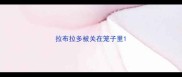 拉布拉多被关在笼子里