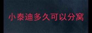 小泰迪多久可以分窝