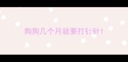 狗狗几个月就要打针针