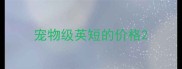 宠物级英短的价格