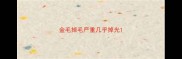 金毛掉毛严重几乎掉光