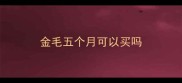金毛五个月可以买吗