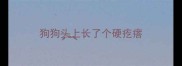 狗狗头上长了个硬疙瘩