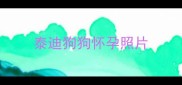 泰迪狗狗怀孕照片