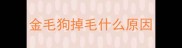 金毛狗掉毛什么原因