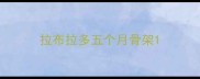 拉布拉多五个月骨架