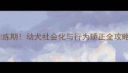 3-6月是狗狗黄金训练期幼犬社会化与行为矫正全攻略附科学训练法