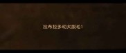 拉布拉多幼犬脱毛