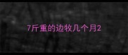 7斤重的边牧几个月