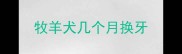 牧羊犬几个月换牙