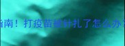 宠物疫苗注射必看指南打疫苗被针扎了怎么办附安全操作全流程