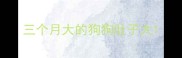 三个月大的狗狗肚子大