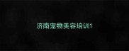 济南宠物美容培训