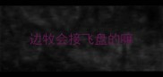 边牧会接飞盘的嘛