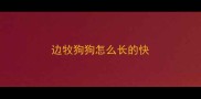 边牧狗狗怎么长的快