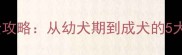 金毛犬认主全攻略从幼犬期到成犬的5大科学训练法