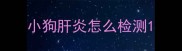 小狗肝炎怎么检测