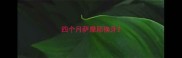 四个月萨摩耶换牙