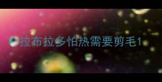拉布拉多怕热需要剪毛