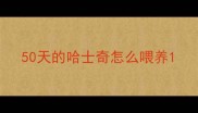 50天的哈士奇怎么喂养