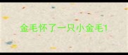 金毛怀了一只小金毛