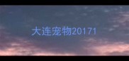 大连宠物2017