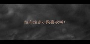 拉布拉多小狗喜欢叫