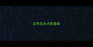 拉布拉多犬的造型