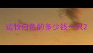 边牧白色的多少钱一只