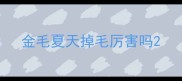 金毛夏天掉毛厉害吗