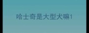 哈士奇是大型犬嘛