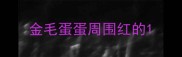 金毛蛋蛋周围红的