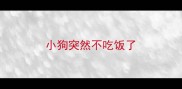 小狗突然不吃饭了