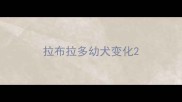 拉布拉多幼犬变化