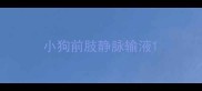 小狗前肢静脉输液