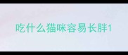 吃什么猫咪容易长胖