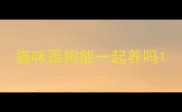 猫咪跟狗能一起养吗