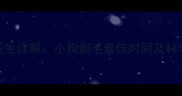 专业宠物医生详解小狗剃毛最佳时间及科学护理指南