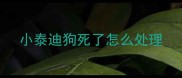 小泰迪狗死了怎么处理