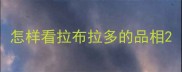 怎样看拉布拉多的品相