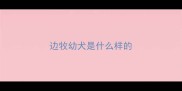 边牧幼犬是什么样的