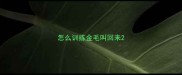 怎么训练金毛叫回来