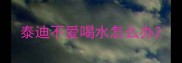 泰迪不爱喝水怎么办
