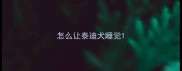 怎么让泰迪犬睡觉