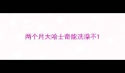两个月大哈士奇能洗澡不