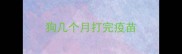 狗几个月打完疫苗