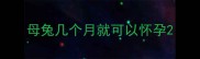 母兔几个月就可以怀孕