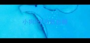 小狗2个月低血糖