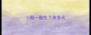小狗一般生下来多大
