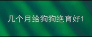 几个月给狗狗绝育好